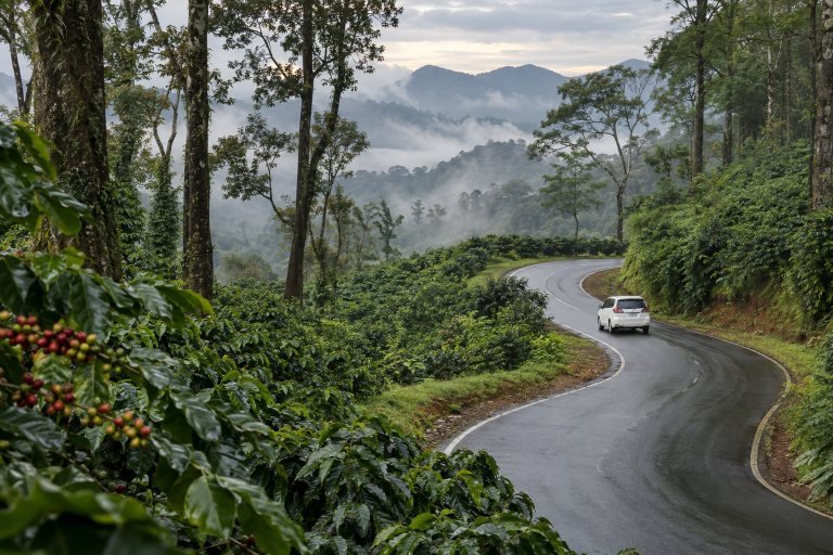 Green hills and coffee country on the Mysore to Coorg route
